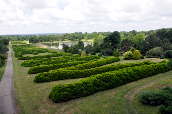 world's largest hedge lettering